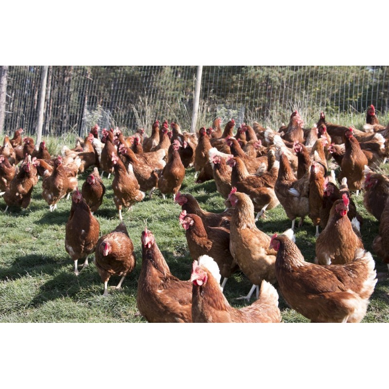 nur mit Eiern von Freilandhühnern