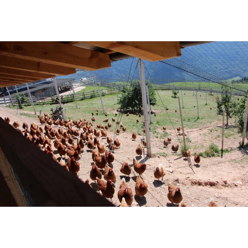 Mit frischen Eiern von Hühnern aus Freilandhaltung